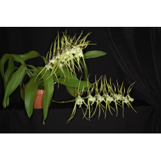 Bir dostim xotinimni aldayapti. Onlayn porno tomosha qilish.